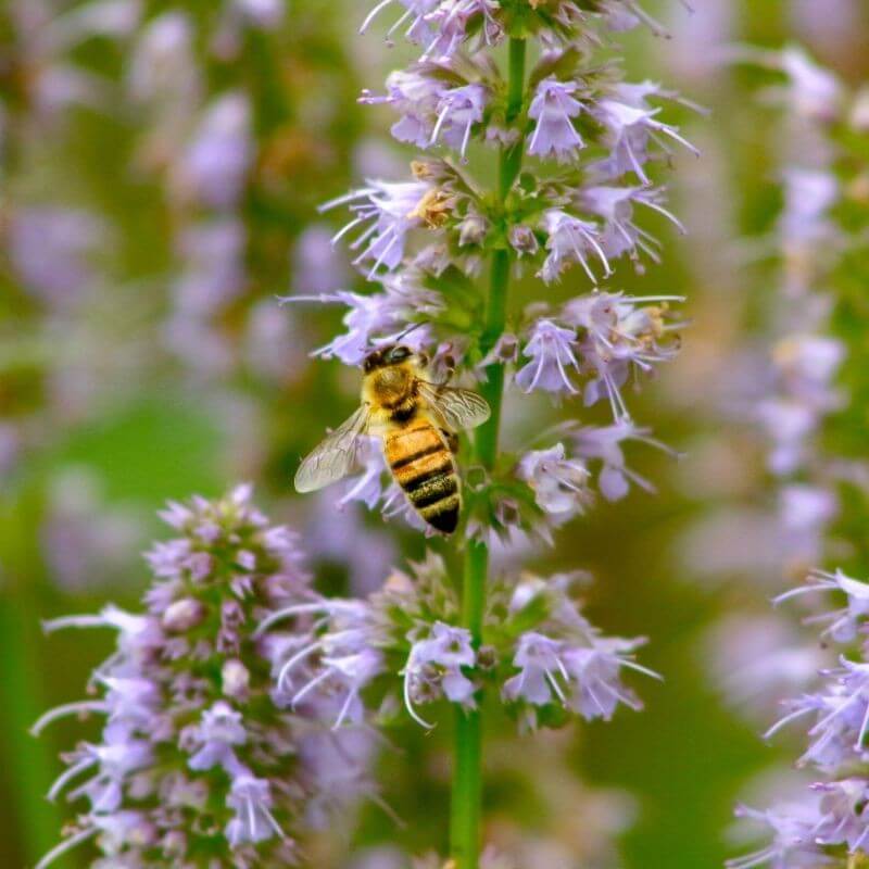 ACORELLE Eau de Parfum- Tendre Patchouli 50ml-Parfyme-JKSHOP