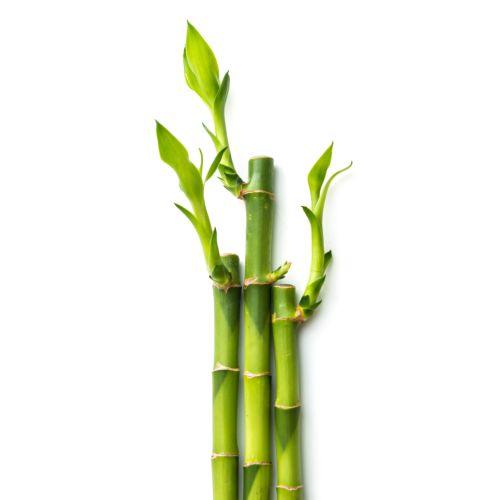 Alterna, More To Love Conditioner-Balsam-JKSHOP