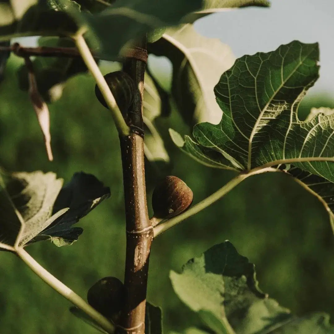 Floris Mulberry Fig, Eau de Parfum, 100 ml-Parfyme-JKSHOP