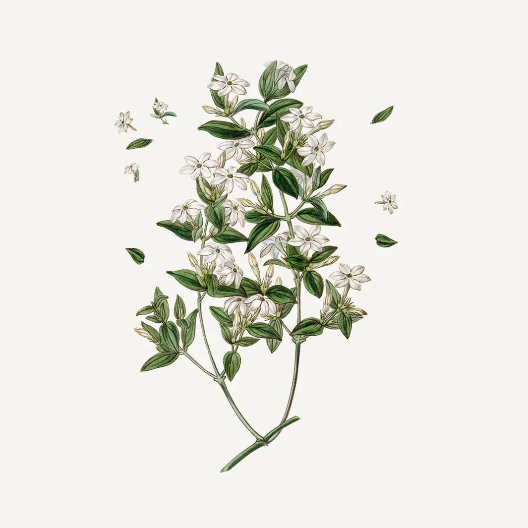 Panier Absolute Håndkrem Jasmin - Håndkrem - JK-Shop