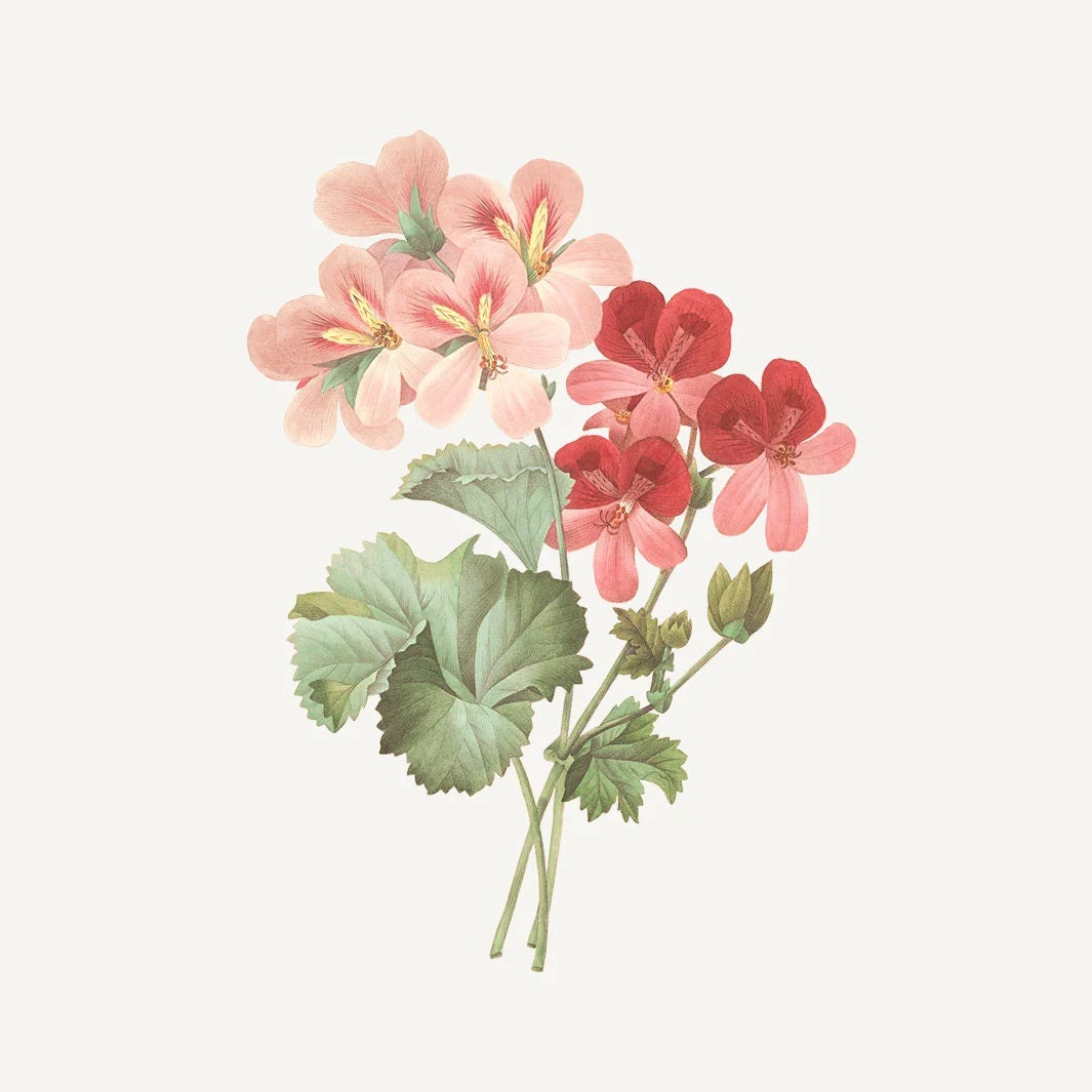 Panier Absolute Håndkrem Rose Geranium serie - Håndkrem - JK-Shop