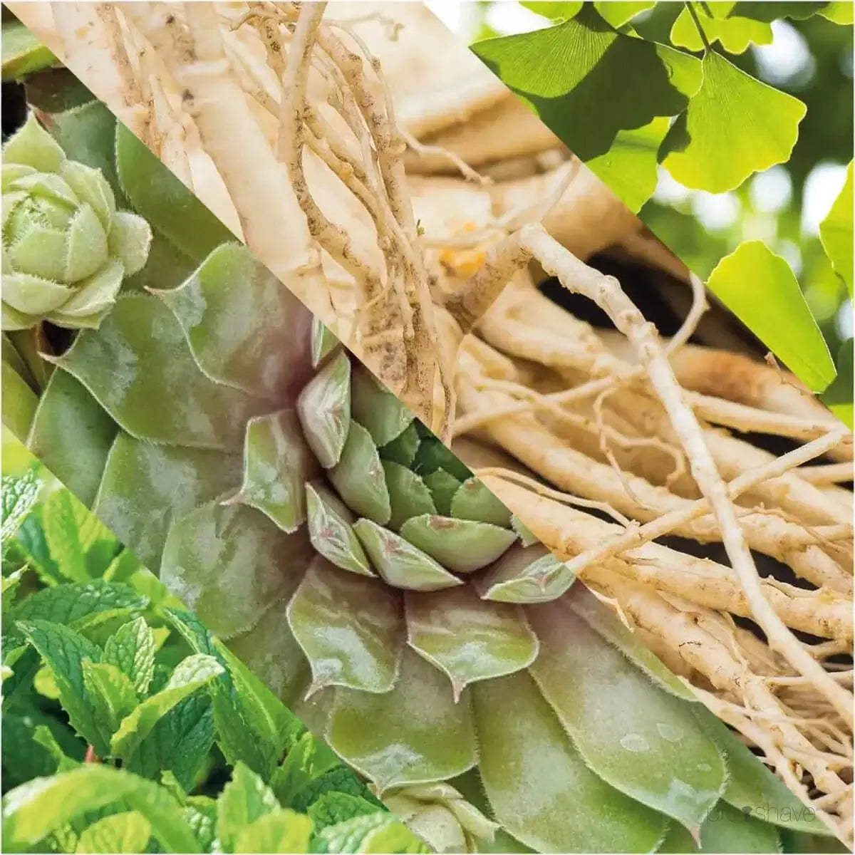 Plisson, 3in1 Shower Gel-Kroppssåpe-JKSHOP