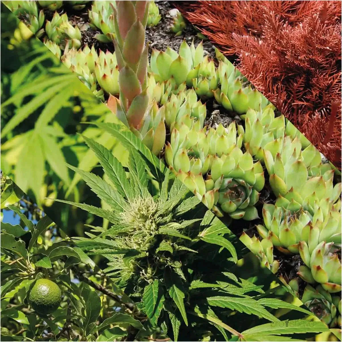 Plisson, Anti-Aging Cream-Fuktighetskrem-JKSHOP