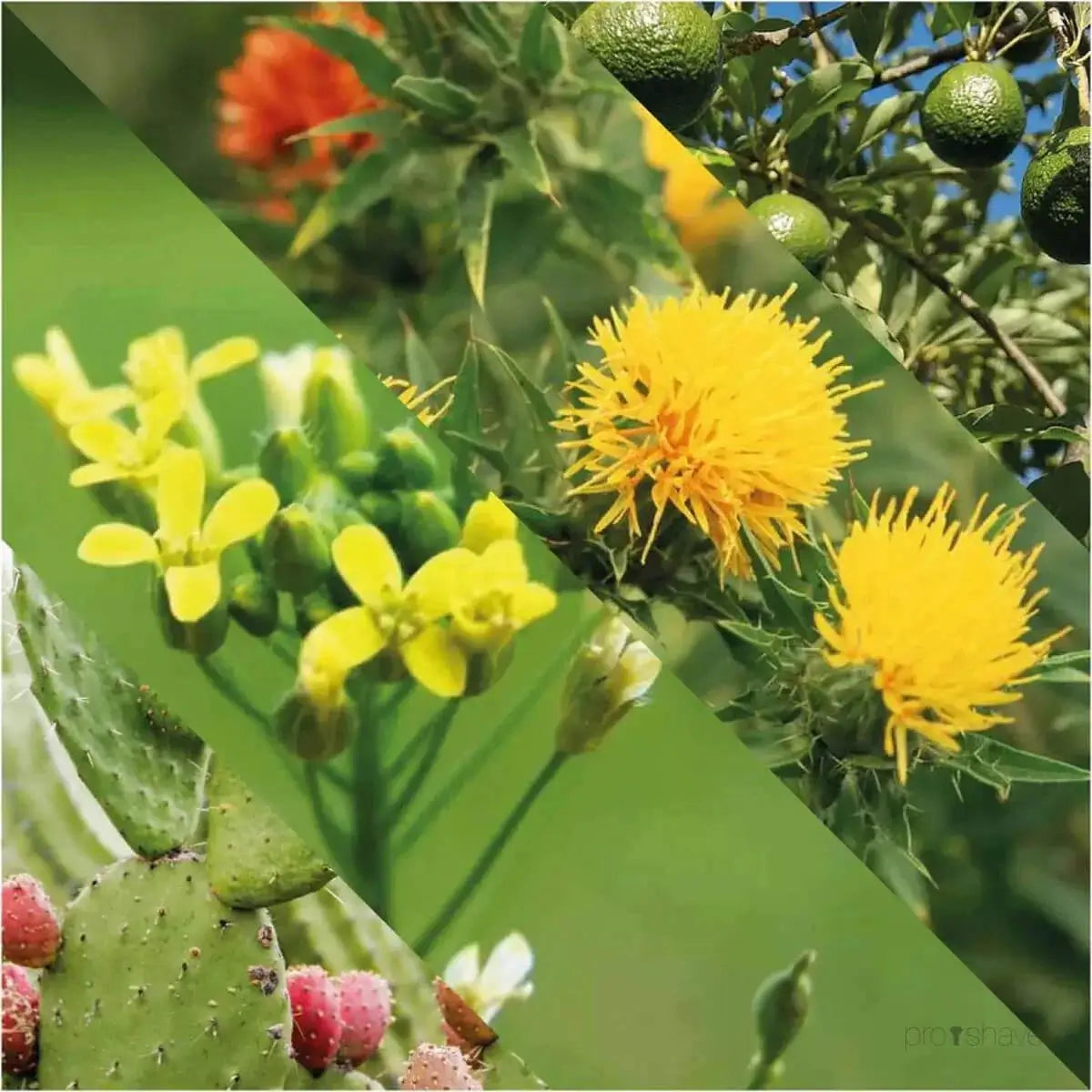 Plisson, Beard Oil-Skjeggolje-JKSHOP