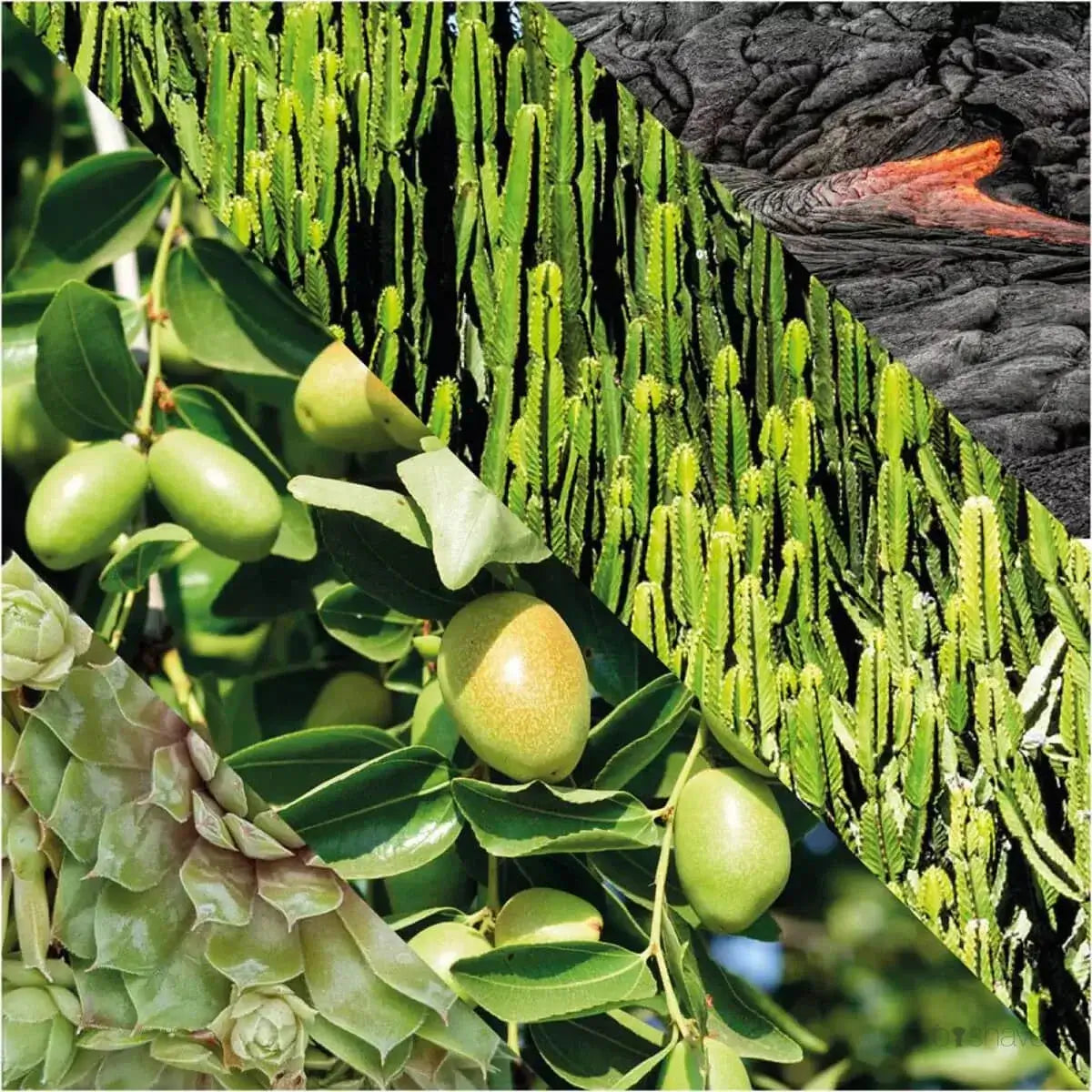 Plisson Energizing Face Scrub-Eksfoliering-JKSHOP