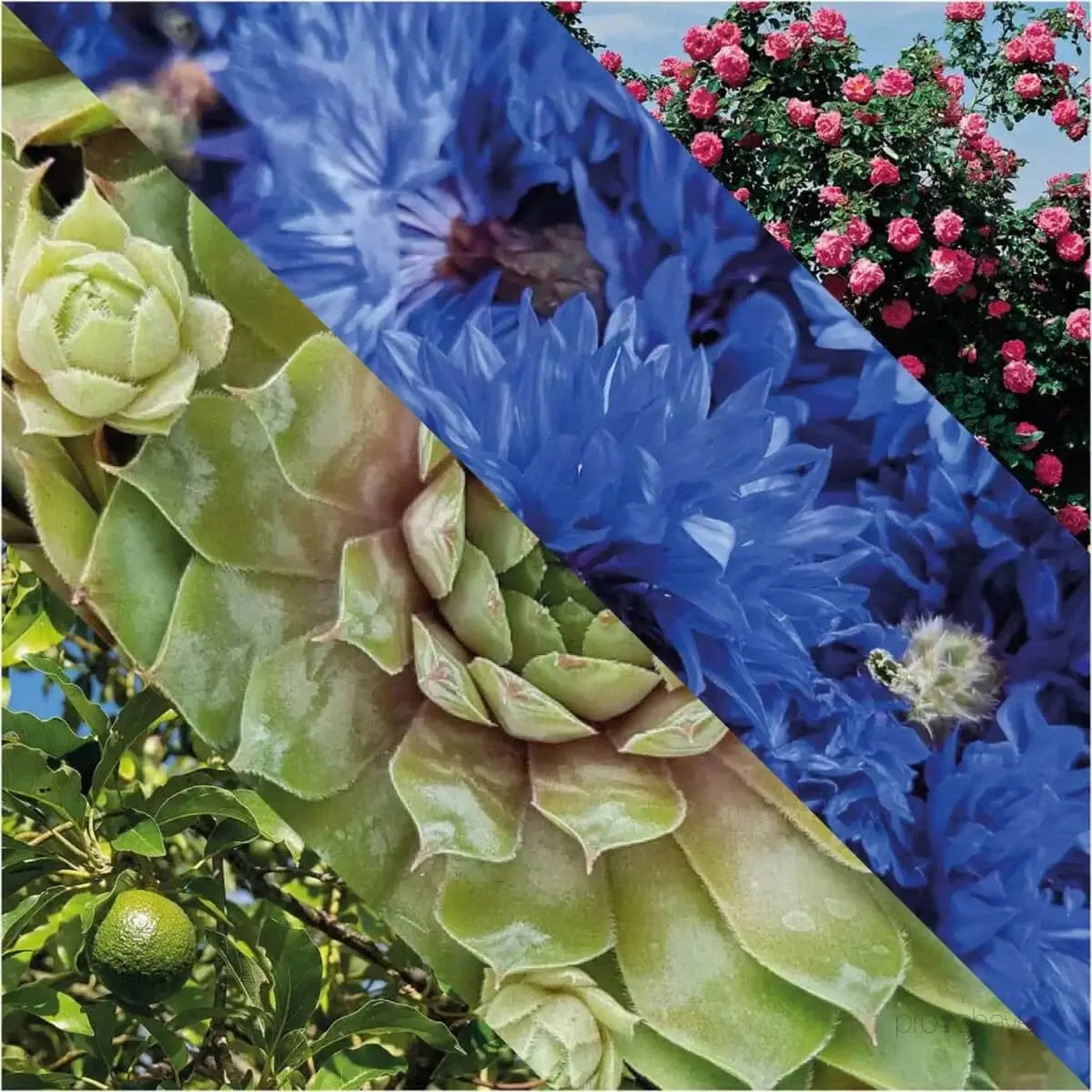 Plisson, Eye Contour-Øyekrem-JKSHOP