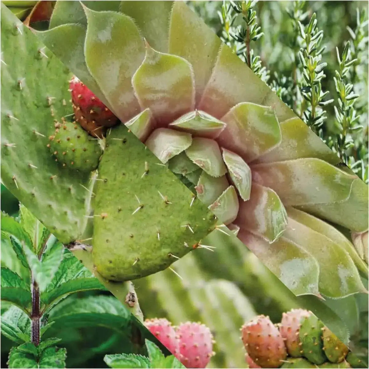 Plisson, Face Cleanser-Ansiktsrens-JKSHOP