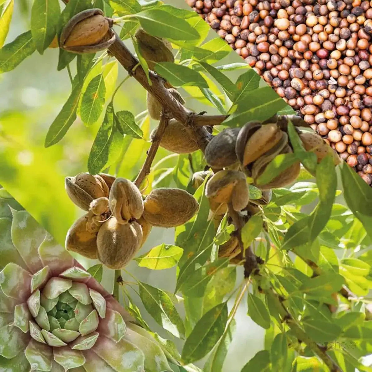 Plisson, Hand Cream-Håndkrem-JKSHOP