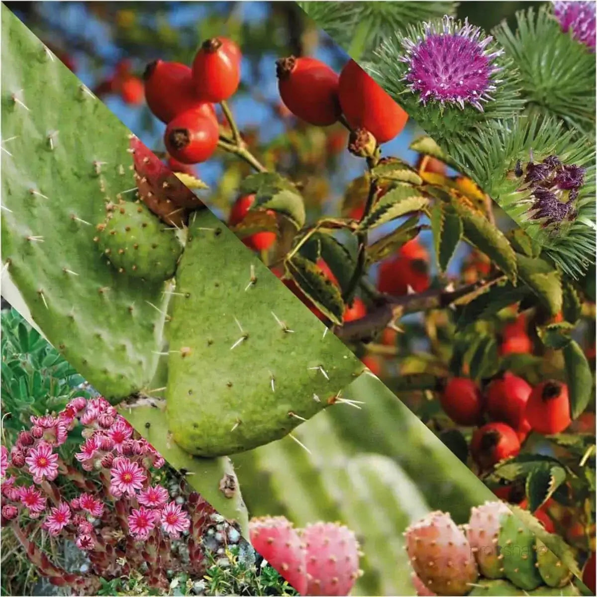 Plisson, Head After Shave Balm- Bald Head-Etterbarberingskrem-JKSHOP