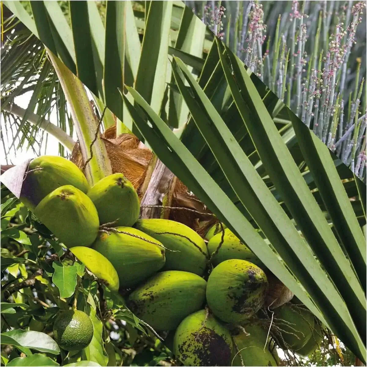 Plisson, Lip Balm-Leppepomade-JKSHOP