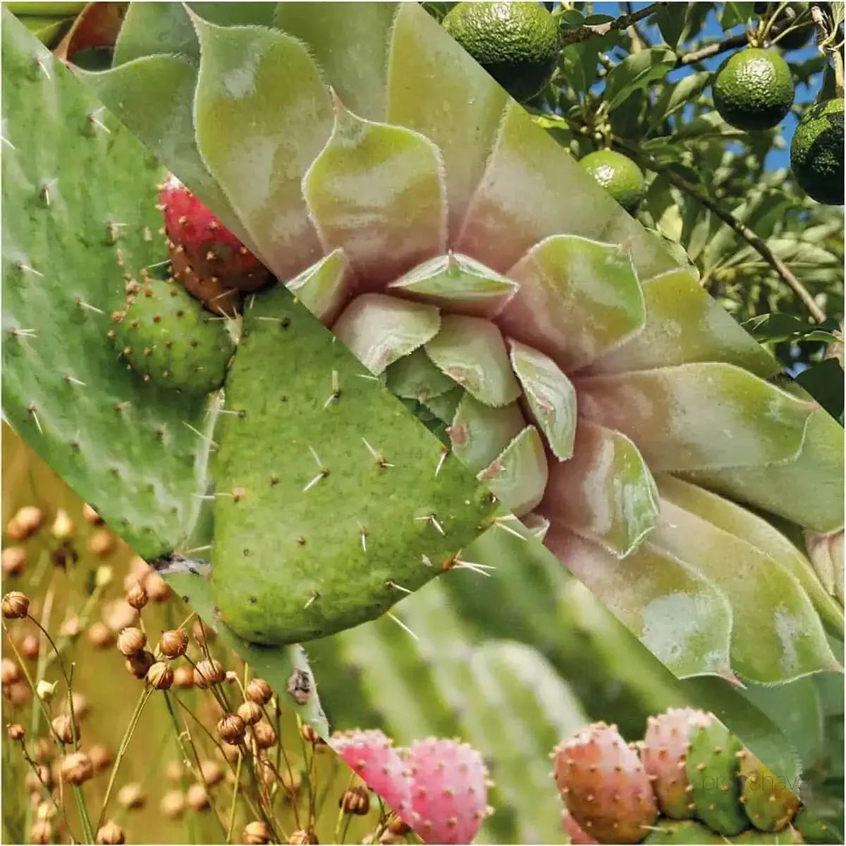 Plisson, Moisturizing Fluid-Fuktighetskrem-JKSHOP