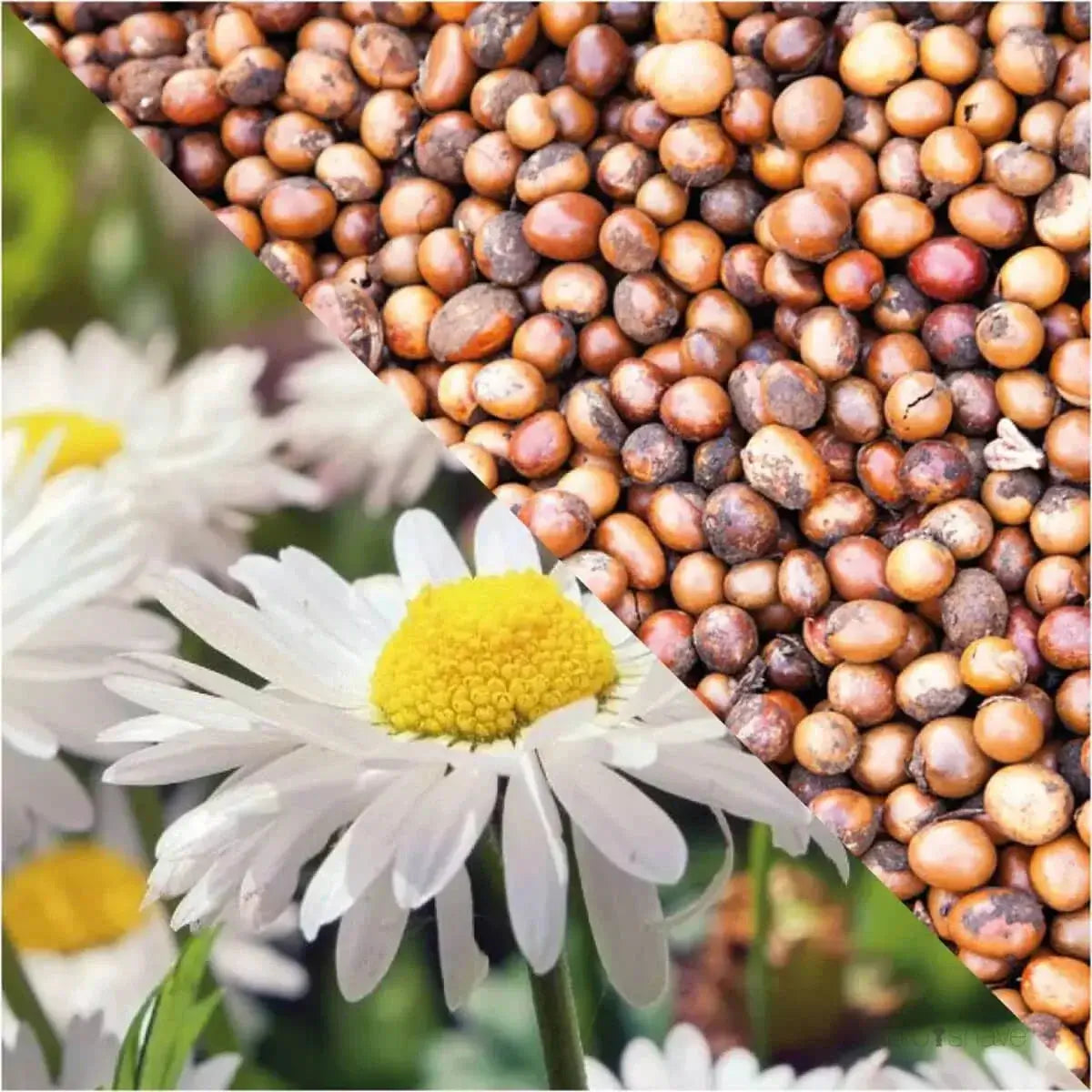 Plisson, Natural Shaving Cream-Barberkrem-JKSHOP