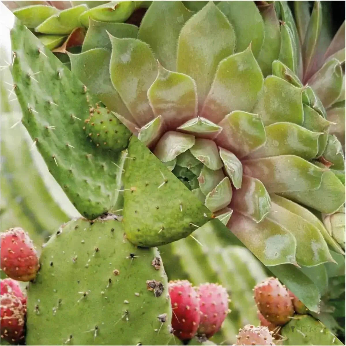 Plisson, Tanning Booster-Selvbruning-JKSHOP