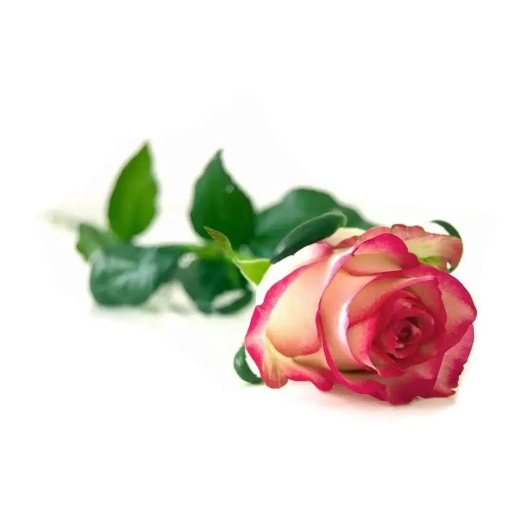 Taylor Of Old Bond Street, Shaving Cream Rose-Barberkrem-JKSHOP