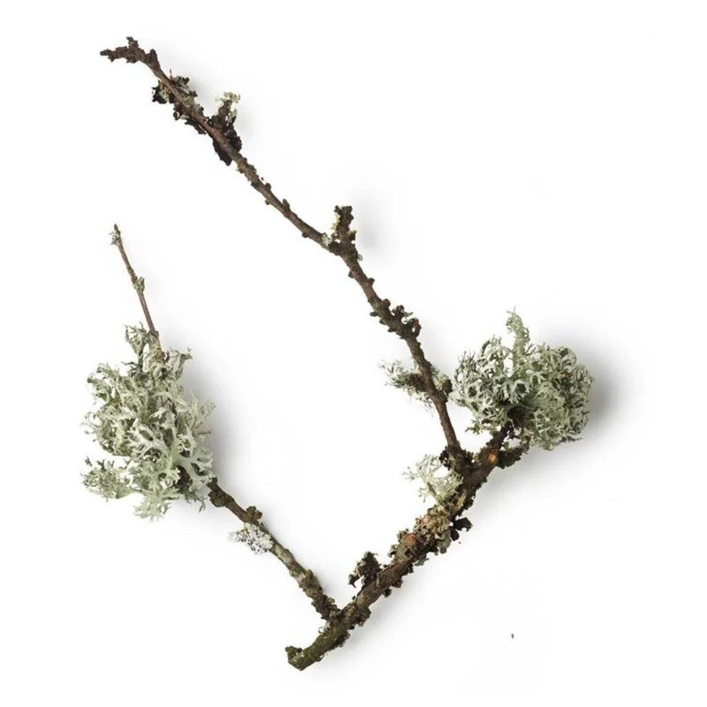 Taylor of old Bond Street, Royal Forest Aftershave Balm-Etterbarberingskrem-JKSHOP