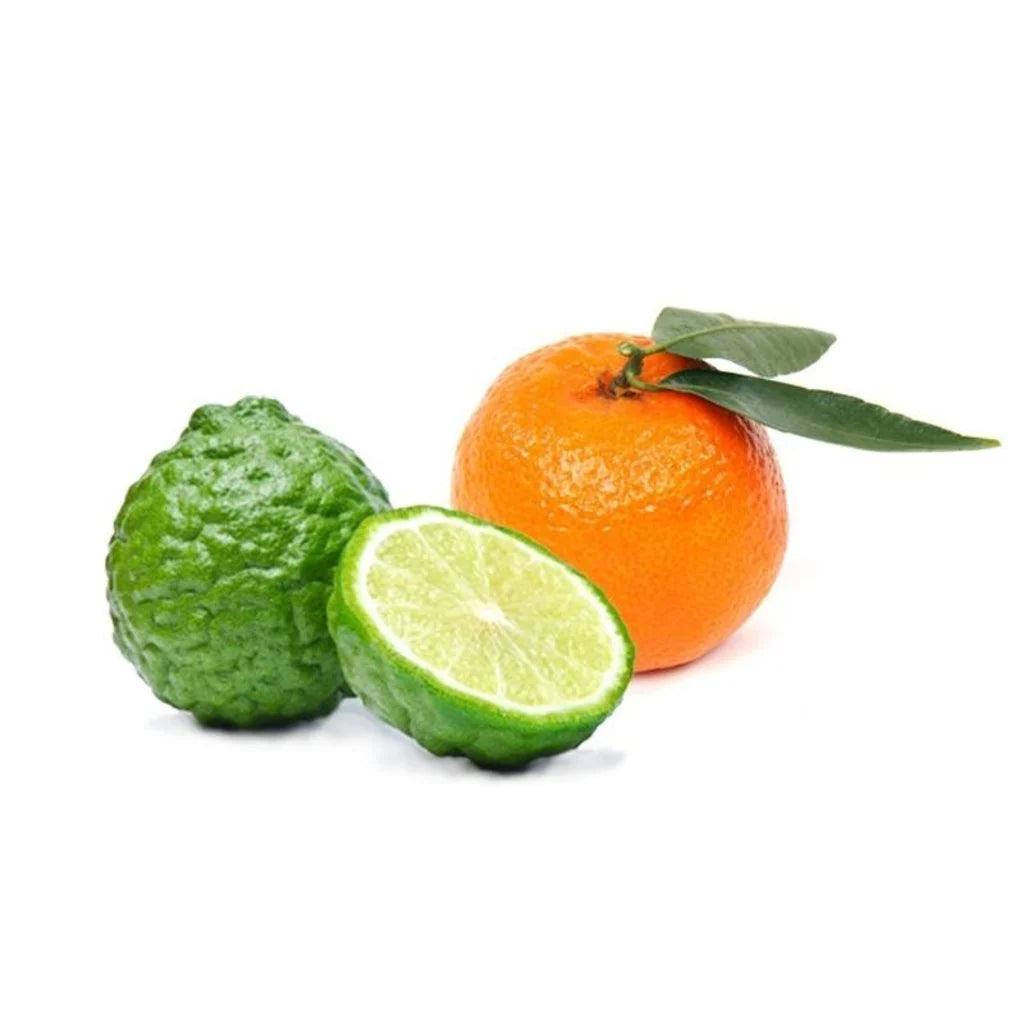 Taylor of old Bond Street, St. James Shaving Cream Bowl-Barberkrem-JKSHOP