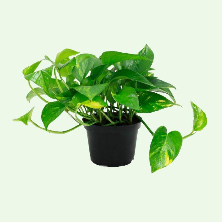 8 x Skogluft plants-Skogluft-J&K Shop