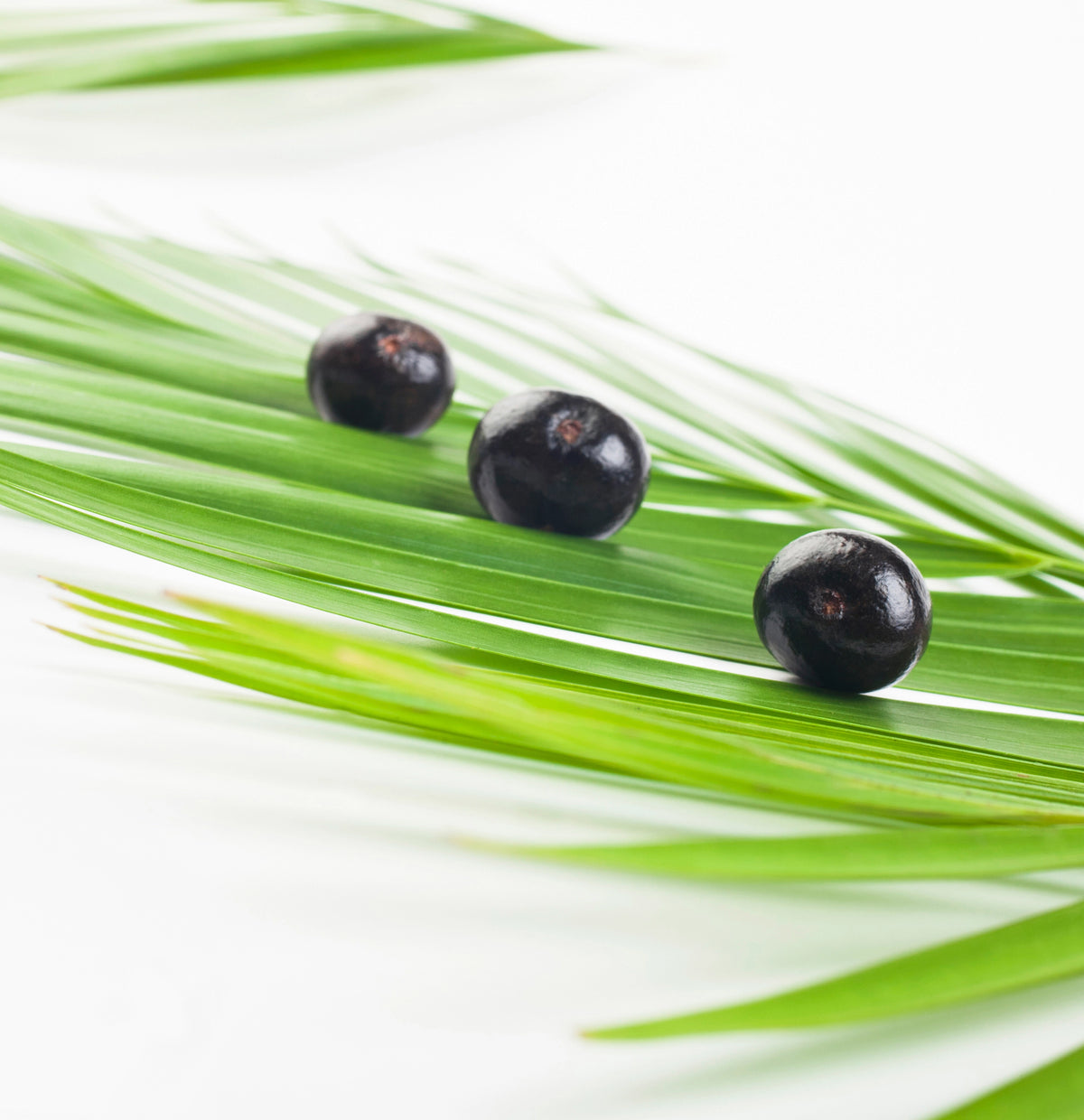 Lanza Keratin Healing Oil Sjampo og Balsam - Sjampo & balsam - JK-Shop