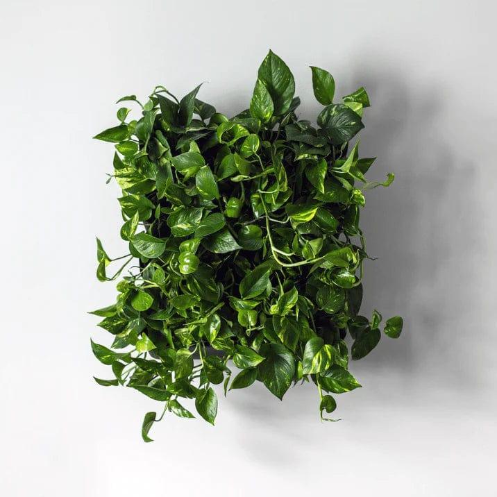 Skogluft Living Wall Kit-Skogluft-J&K Shop