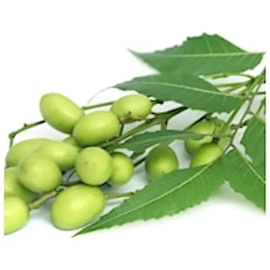 L'anza Strength Neem Plant Silk Serum 30 ml