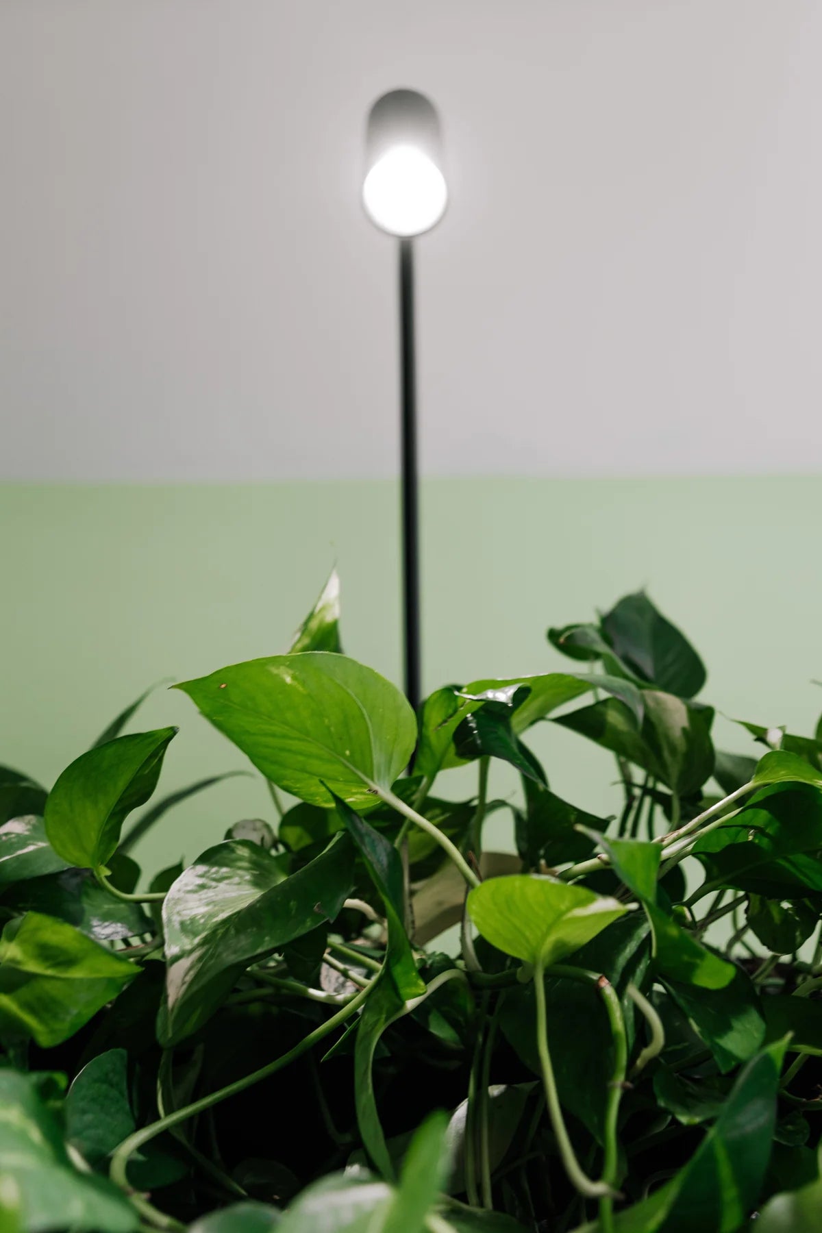 Skogluft lamp