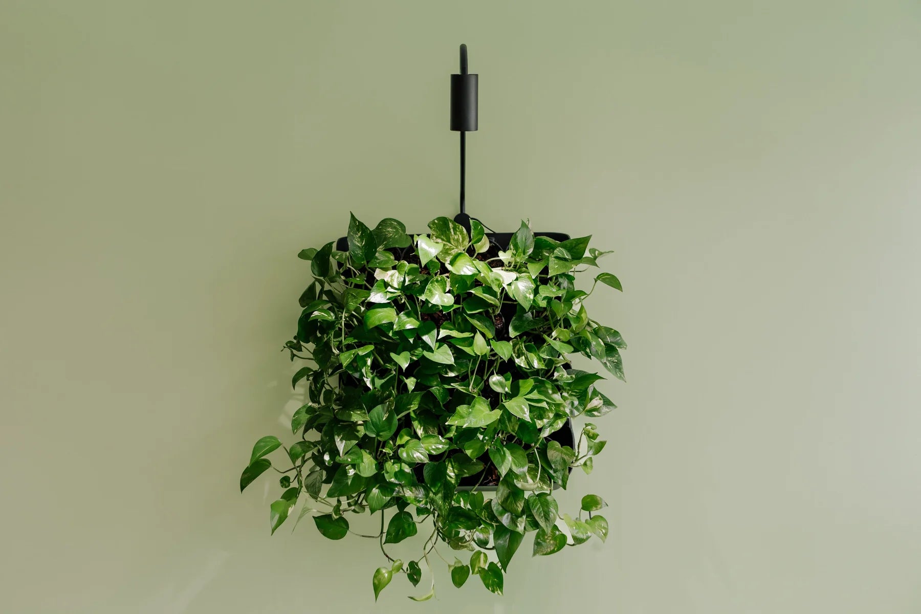 Skogluft lamp